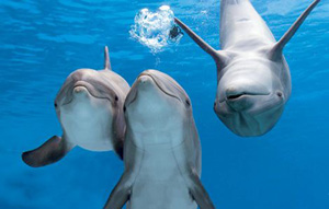 Golfinhos em cativeiro