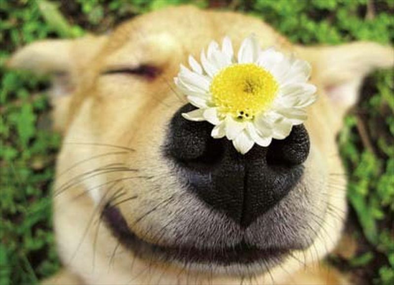 Animais e humanos  em equilíbrio com Terapia Floral